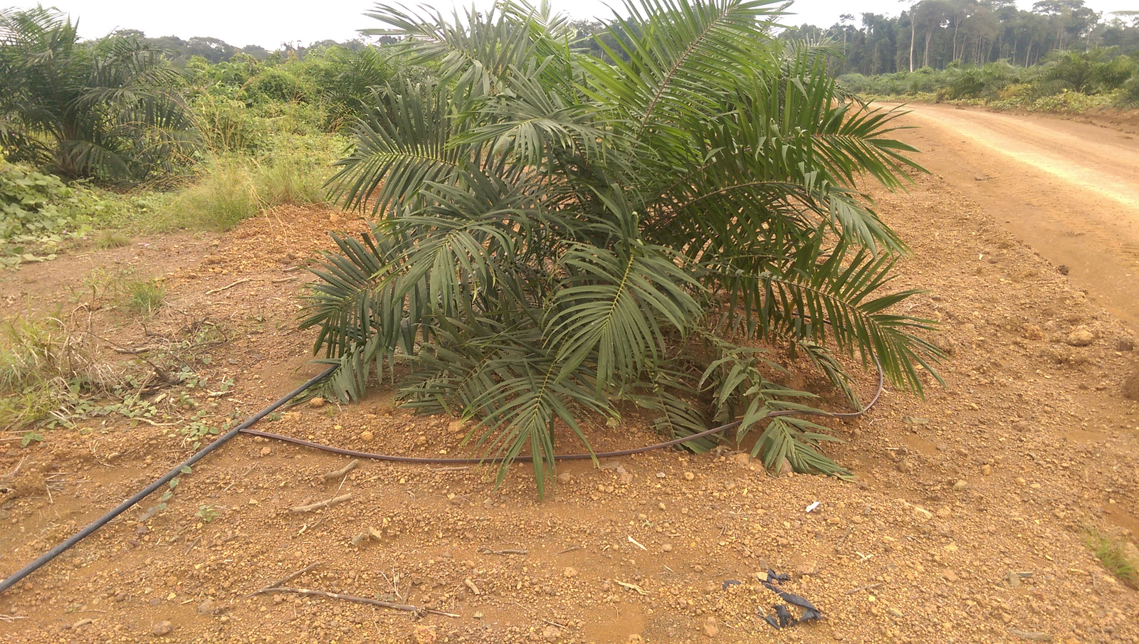 Kelapa sawit