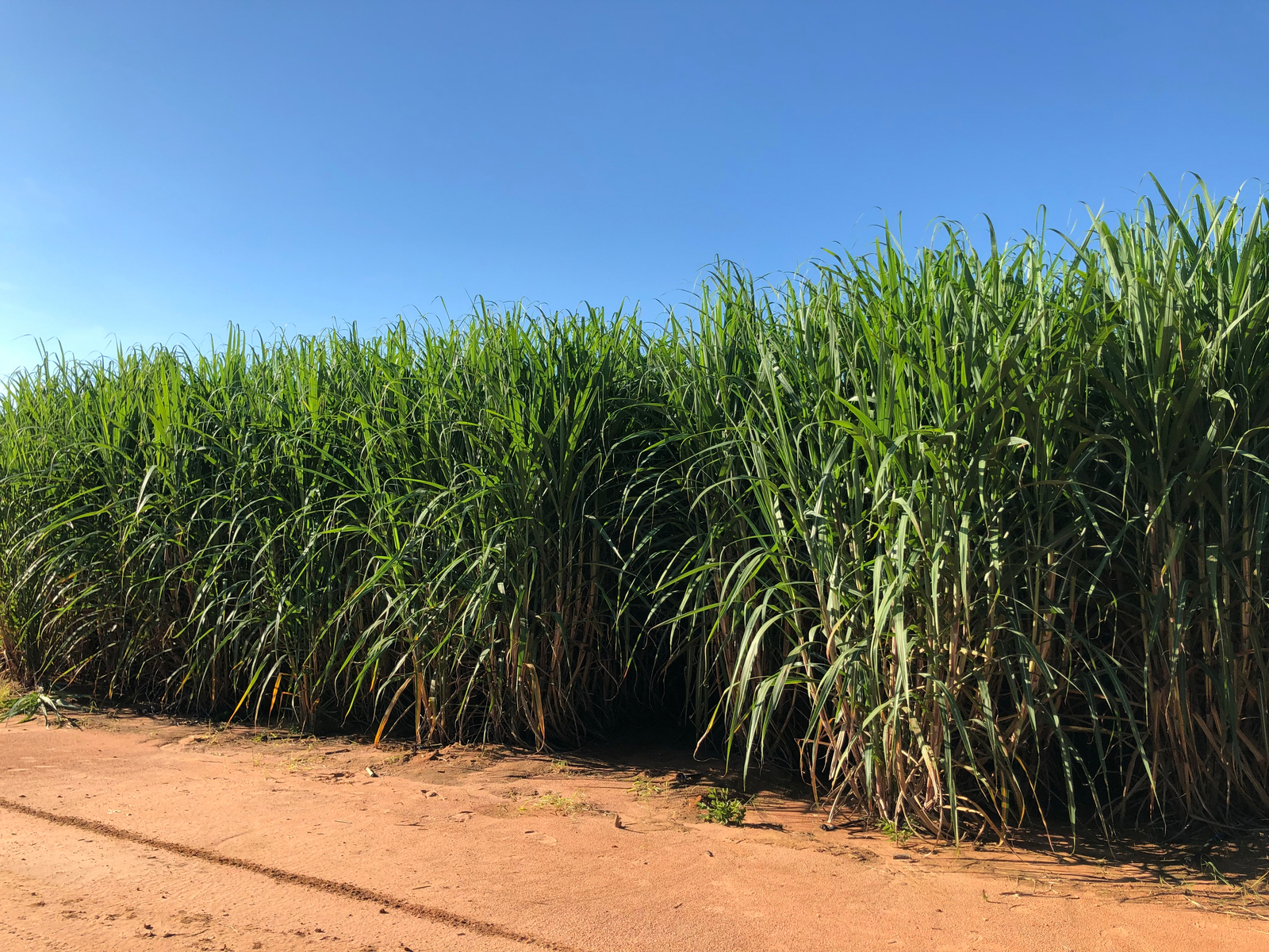 Drip irrigation for sugarcane