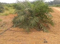 Kelapa sawit