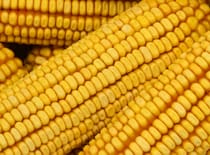 jagung