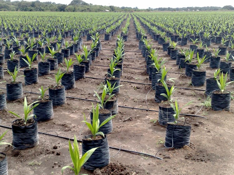 Palm tree nursery picture