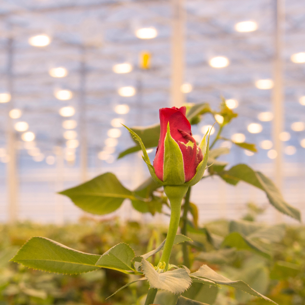 Pembiayaan greenhouse